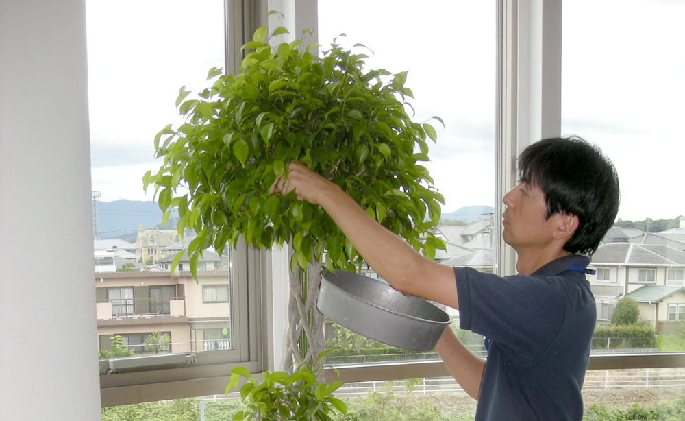 うらかわ園芸　水やり・お手入れ不要！