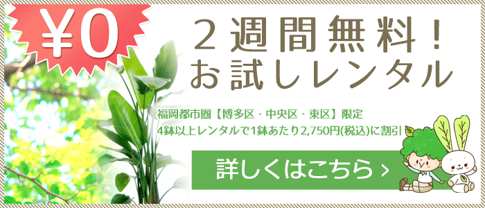 福岡の観葉植物のリース・レンタルは「うらかわ園芸」