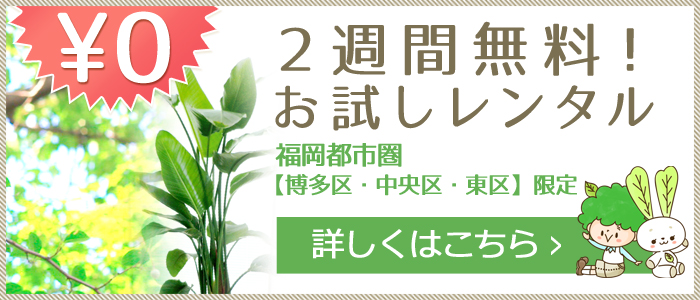 福岡の観葉植物のリース・レンタルは「うらかわ園芸」
