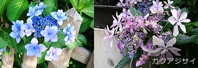 初夏を代表する花、紫陽花(あじさい)