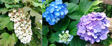 初夏を代表する花、紫陽花（あじさい）