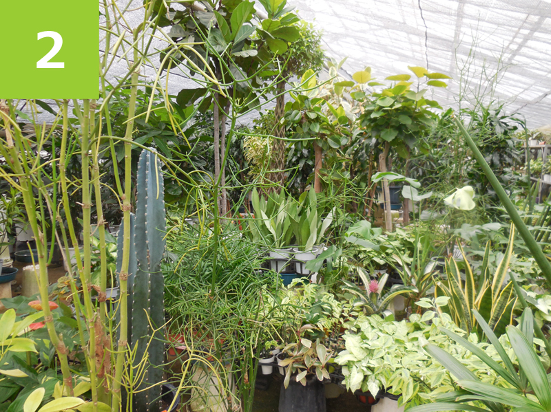 うらかわ園芸通信  2016秋号 お客様にベストな植物をチョイス