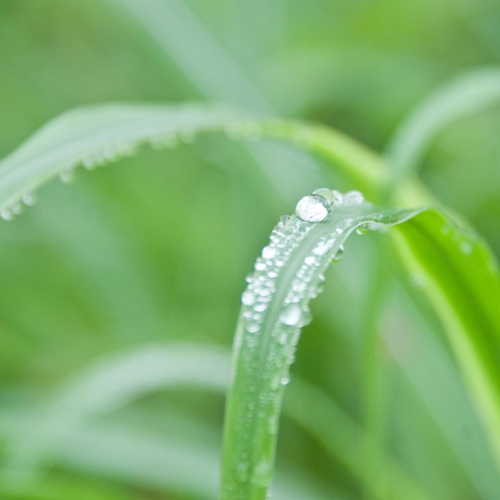 うらかわ園芸通信 観葉植物を置くメリット マイナスイオン