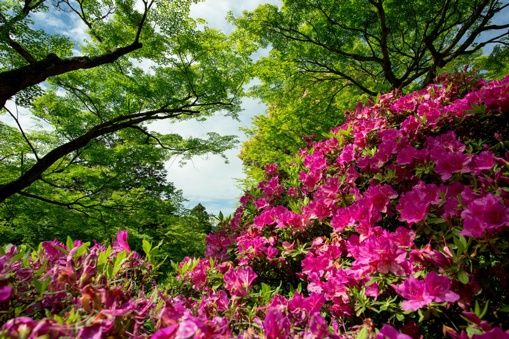 うらかわ園芸通信 2018夏号