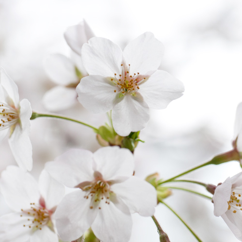 うらかわ園芸通信 2018夏号 桜