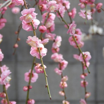 うらかわ園芸通信 2018夏号 梅