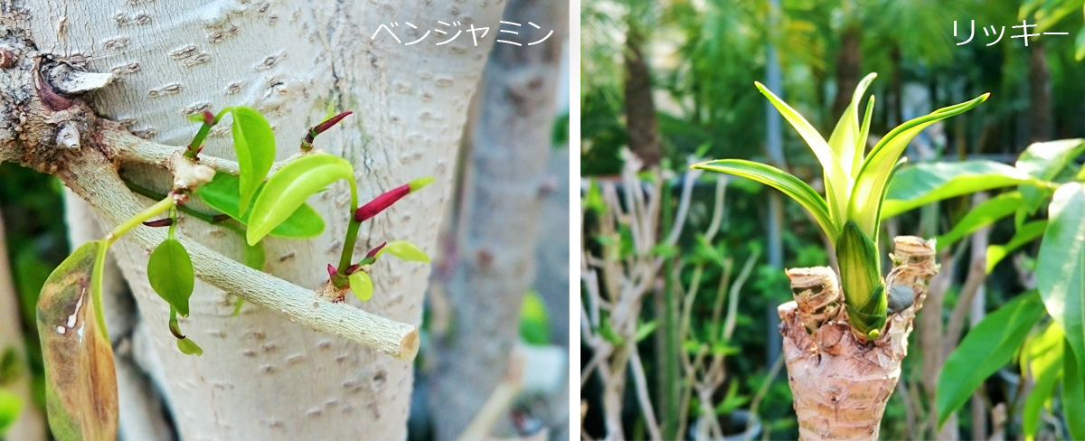 うらかわ園芸 2019夏号 切り戻しをした植物たち