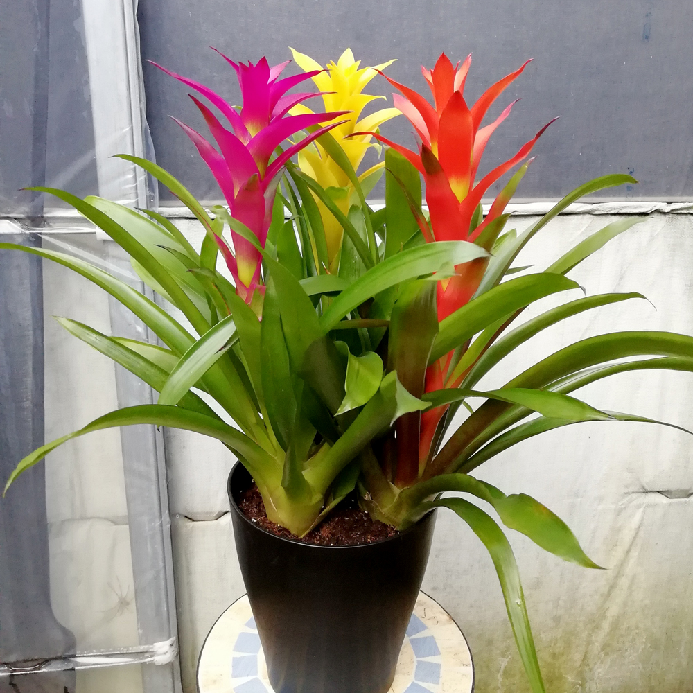 うらかわ園芸通信 2019秋号 グズマニア Guzmania