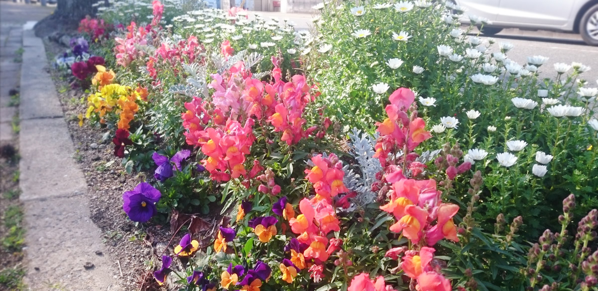 うらかわ園芸通信 うらかわ園芸管理の花壇