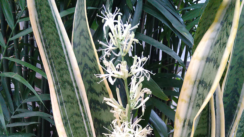 うらかわ園芸 サンセベリアの花