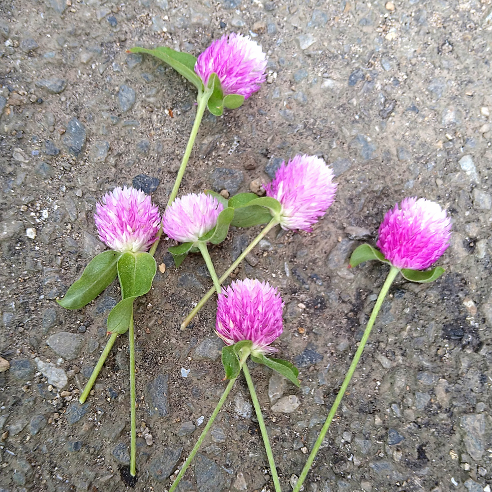 うらかわ園芸通信  センニチコウドライフラワー