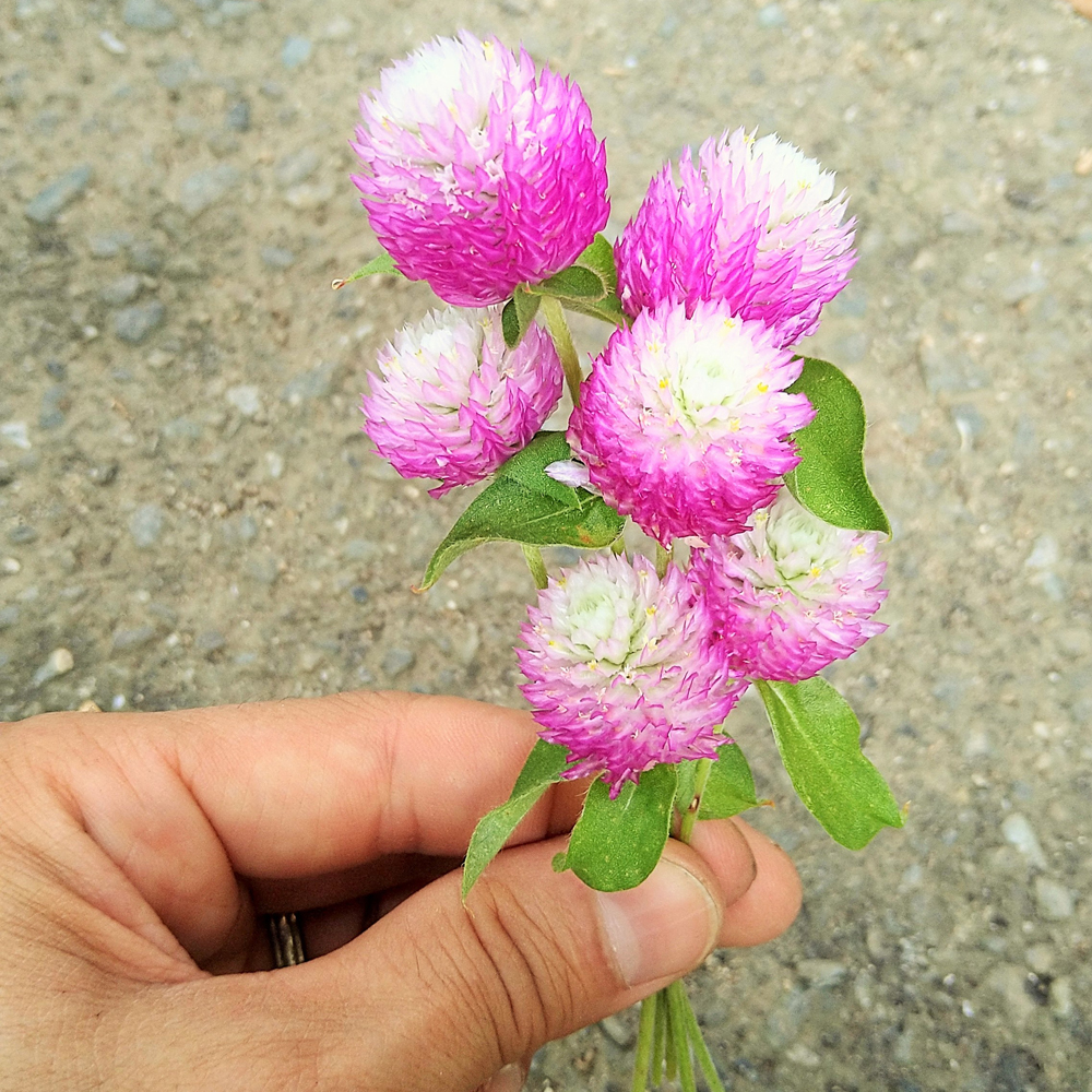 うらかわ園芸通信  センニチコウドライフラワー