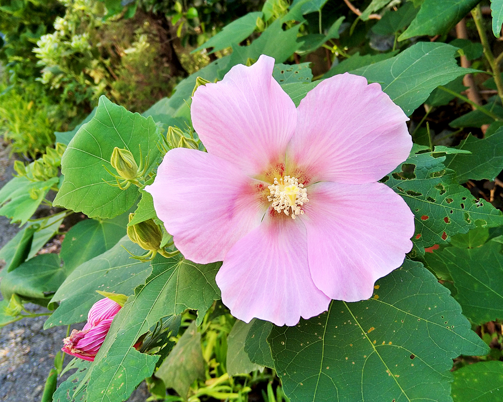 芙蓉(フヨウ)