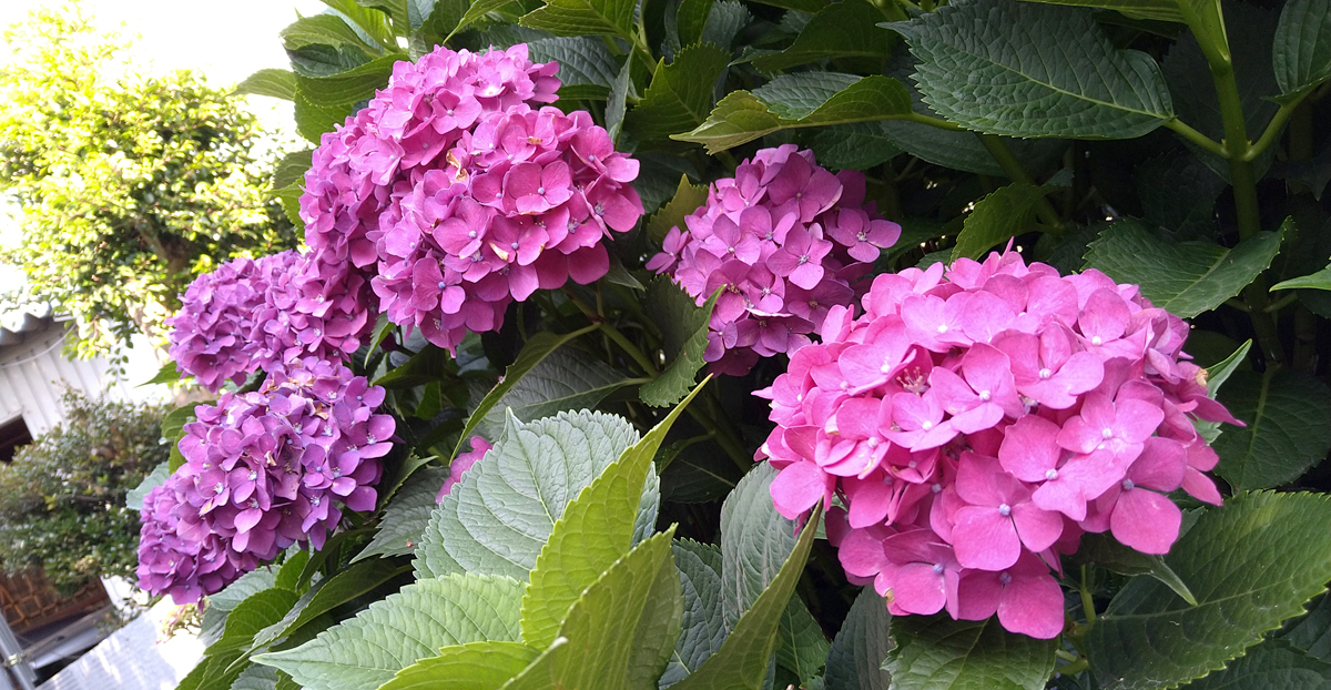 うらかわ園芸通信 観葉植物