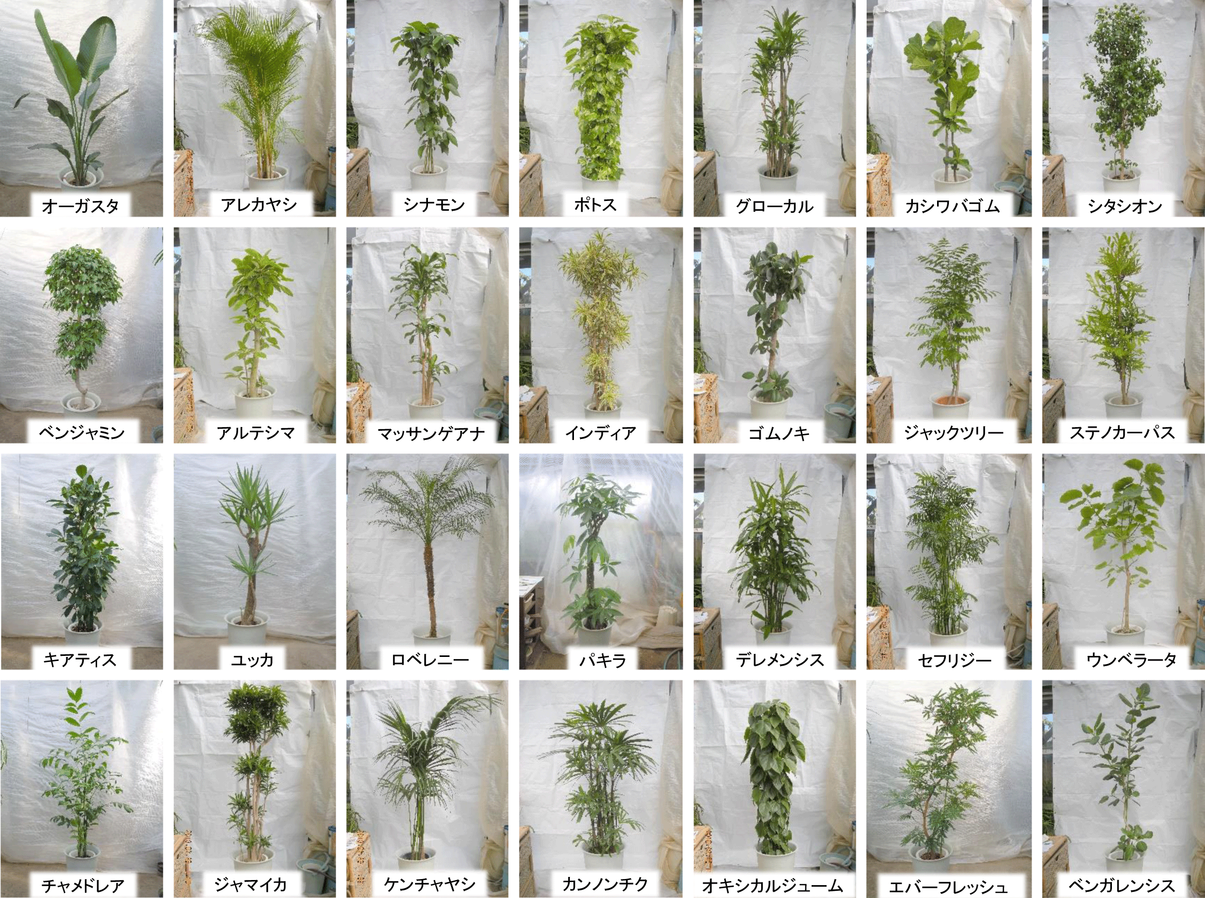 うらかわ園芸通信 観葉植物一覧