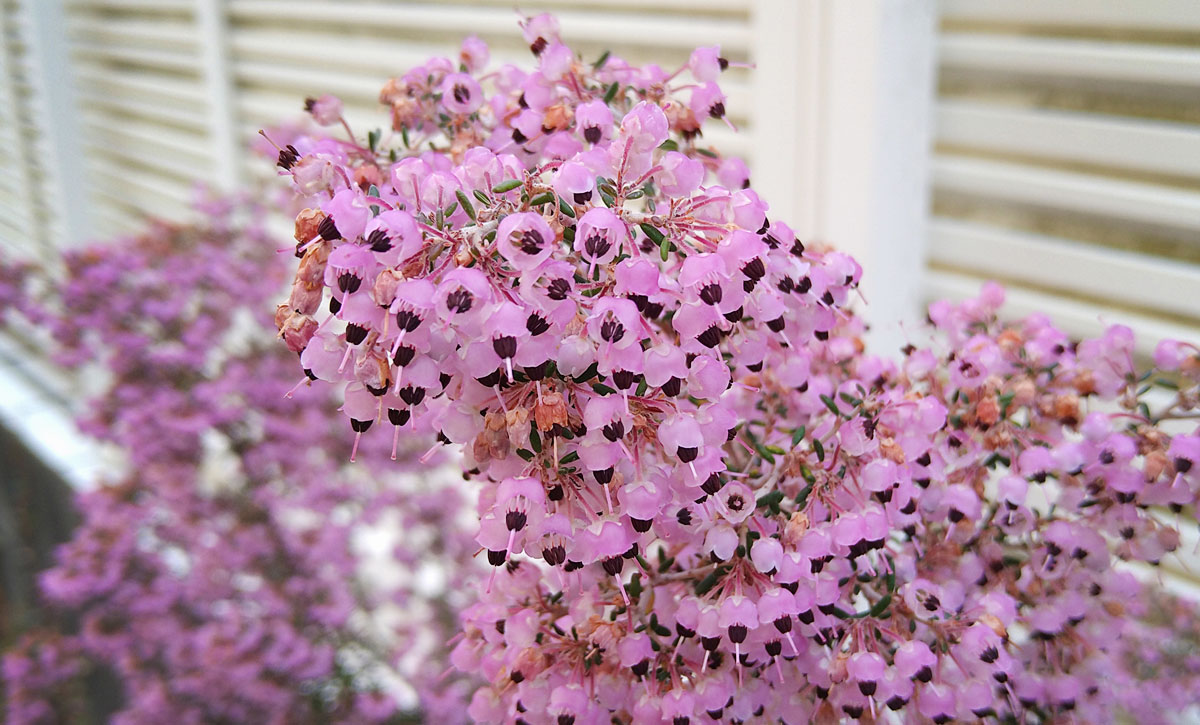 春の花 エリカ