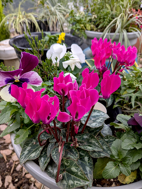 うらかわ園芸 うらかわ園芸に咲く花