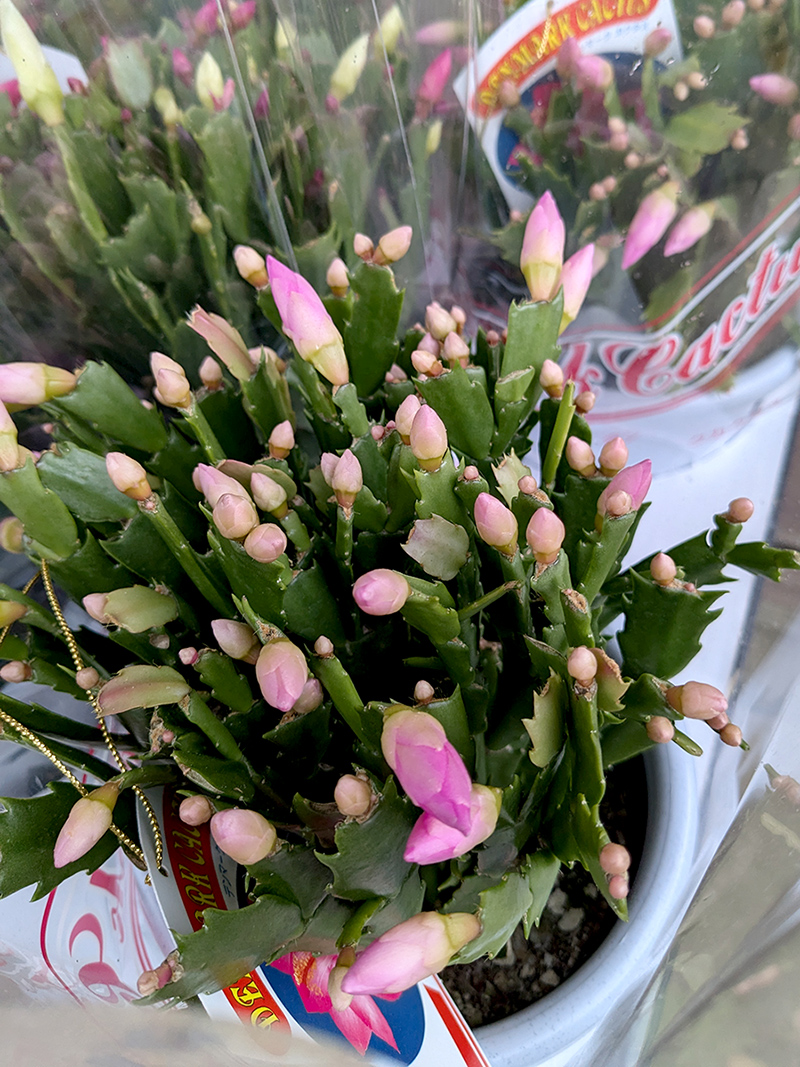 うらかわ園芸 うらかわ園芸に咲く花
