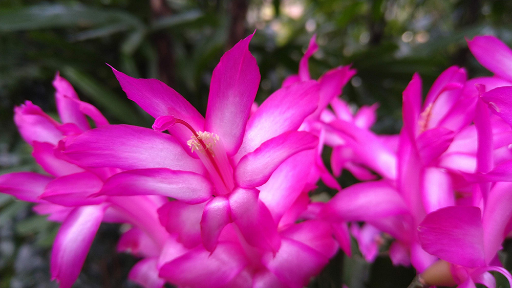 シャコバサボテン