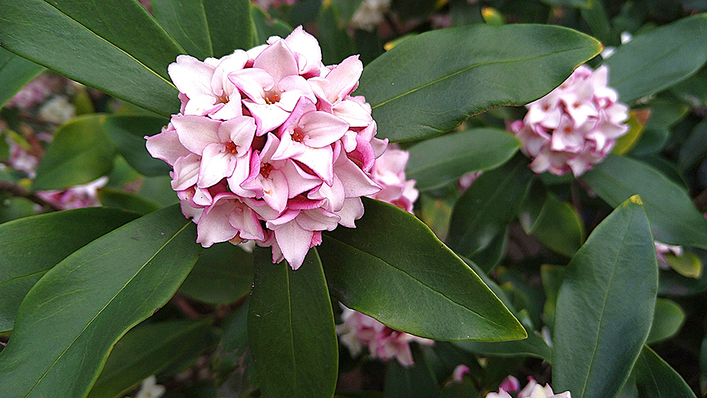 沈丁花(ジンチョウゲ)