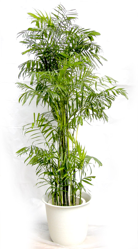 レンタル植物の種類 観葉植物のリース レンタルは うらかわ園芸
